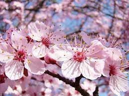 Mengenal Keindahan Bunga Sakura Jepang