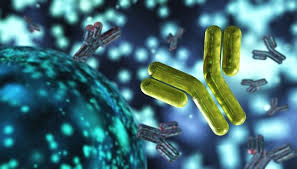 Memahami Mekanisme Kerja Antibodi Melalui Aglutinasi Partikel Pembawa Antigen